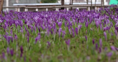 Filed of Purple Crocus Flowers in Spring Stock Footage 61806848