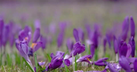 Filed of Purple Crocus Flowers in Spring Stock Footage 61872813