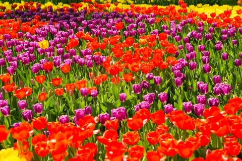 Filed of red yellow tulips at spring time Фото