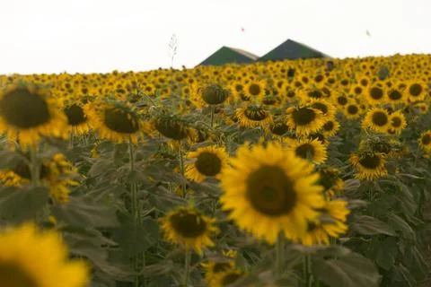A filed with sunflowers Stock Photos