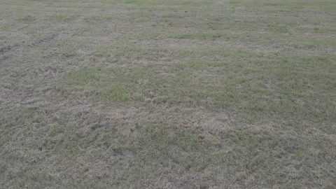 Filed with Trees in background Stock Footage 194423113