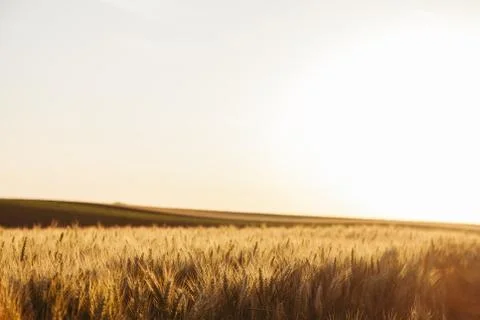 Filed of wheat in sunset Stock Photos