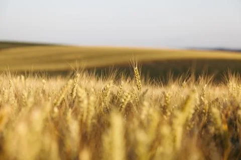 Filed of wheat in sunset Stock Photos