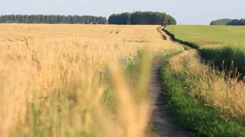 Filed of wheat on wind - follow focus from background to ears Stock Footage 7754201