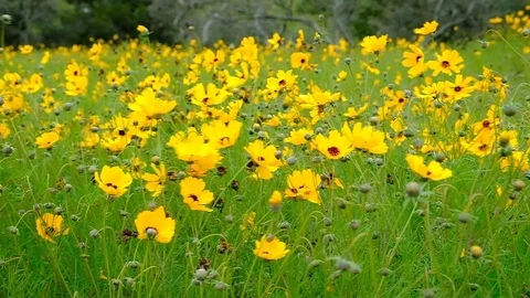 Filed of yellow wildflowers Video stock 104256178