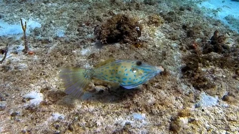 Filefish Changing Colors in Slow Motion Stock Footage 110738585
