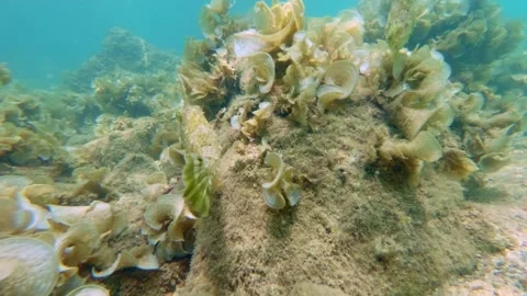 Filefish Close Up on Bivalve-Covered Reef in Slow Motion, Indonesia Stock Footage 343410982
