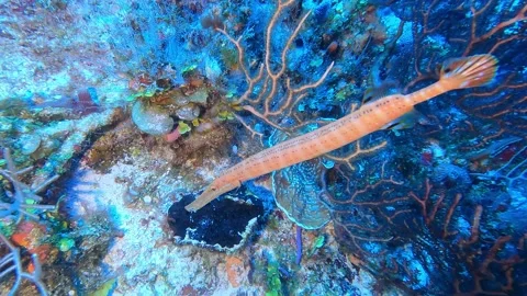 Filefish Cozumel 스톡 동영상 159519106