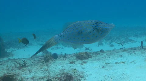 Filefish fish underwater Stock Footage 1064945
