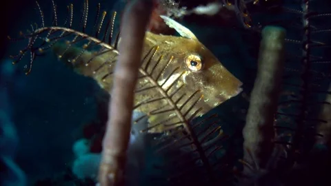 Filefish hiding in featherstar Stock Footage 72690684