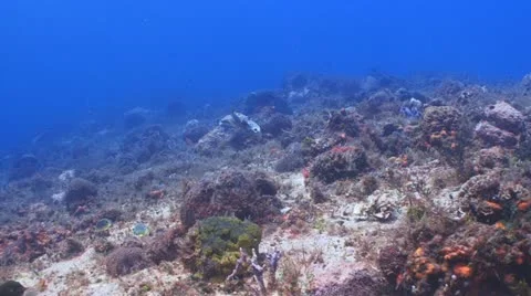 Filefish pair Vidéo 11237379