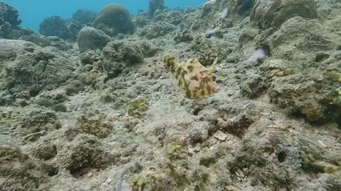 Filefish swiming on seabed - side view Stock Footage 314968723