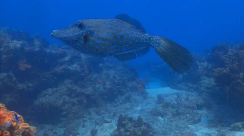 Filefish tormentos track Video stock 1065115