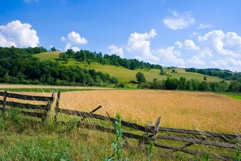 Fileld in summer Stock Photos