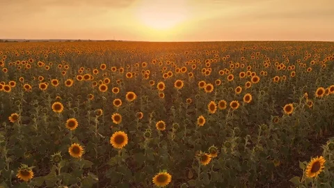 Fileld of sunflowers Stock Footage 93046129