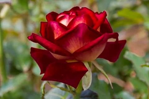 Fileted rose Stock Photos