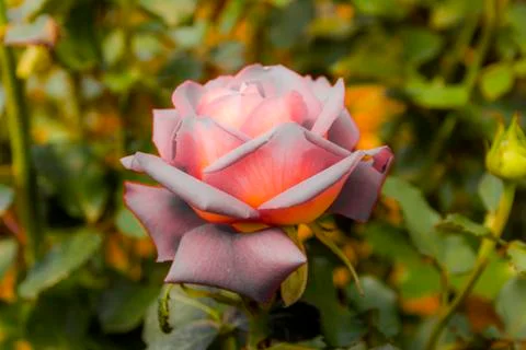 Fileted rose Stock Photos