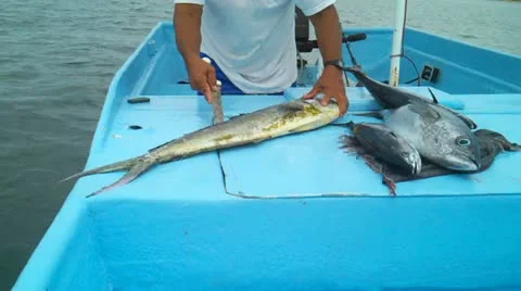 Fileting fish Stock Footage 11630477