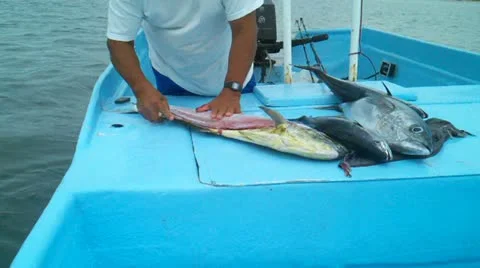 Fileting fish Stock Footage 11630637