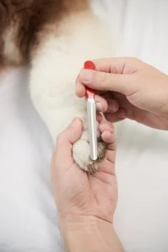 Filing Dogs Nails Stock Photos