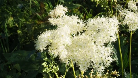 Filipendula vulgaris. Stock Footage 80797522
