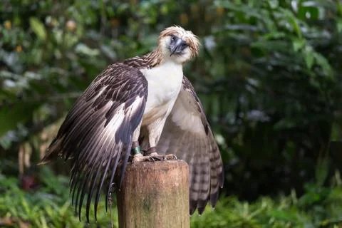 The filipino eagle Stock Photos
