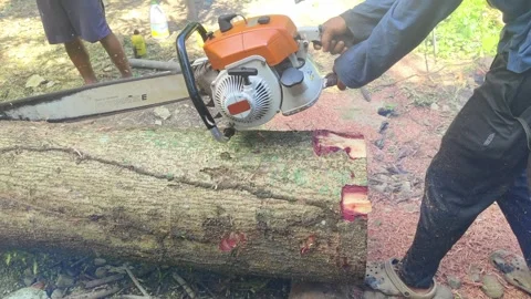 Filipino workers cutting timber log with chainsaw without protective safety gear Stock Footage 333794262
