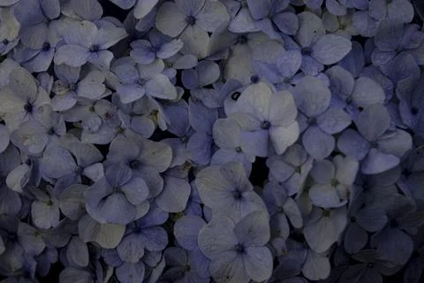 Fill the frame view of Hydrangea Stock Photos