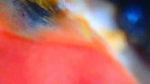 Fill in the papaya fruit closely Stock Footage 218023846