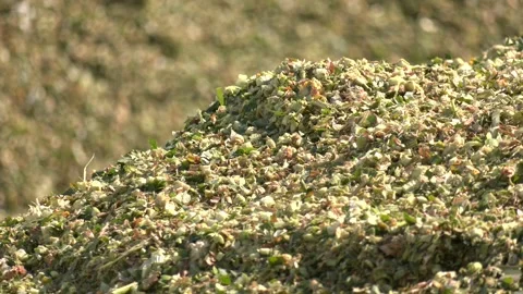 Fill of the silage trench of corn silage on a dairy farm Video stock 290066051