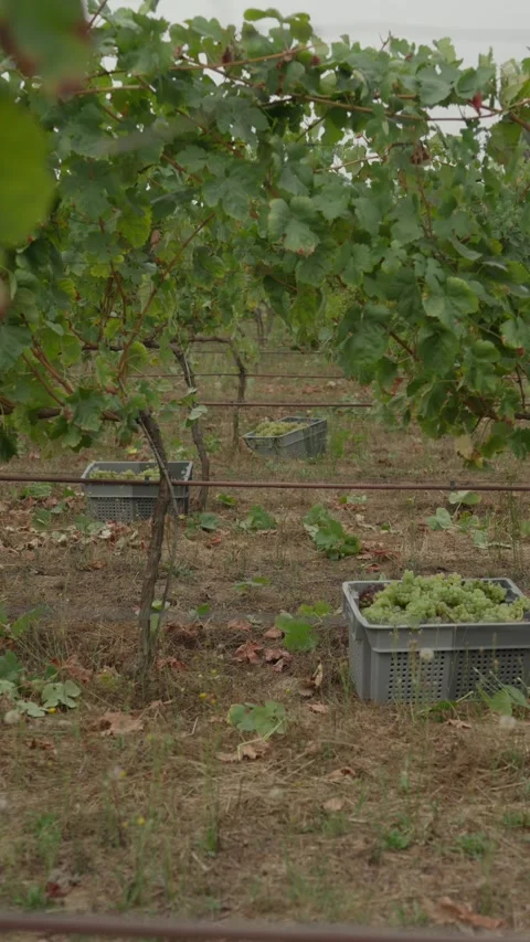 Filled Grape Crates Spaced Along a Vine Row During Harvest Vertical Stock Footage 344438059