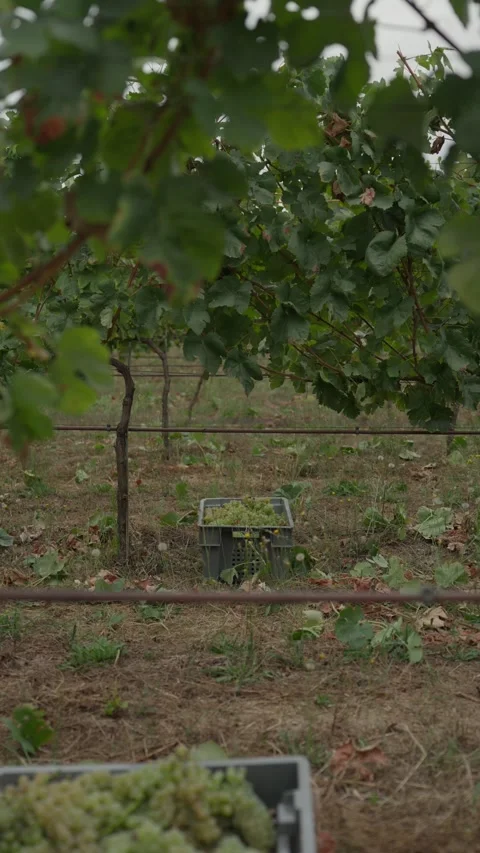 Filled Grape Crates Standing Between Vine Rows During Harvest Vertical Stock Footage 344437919