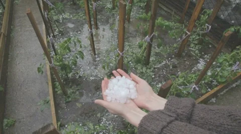 Filled with hail and rain drenched tomato beds in garden Stock-Footage 7769195