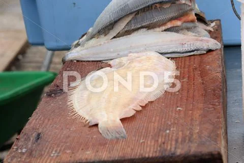 Fillet of fish Stock Photos