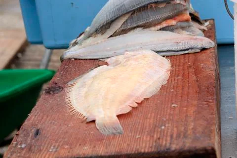 Fillet of fish Stock Photos