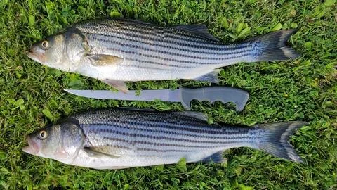 A fillet knife is placed between two large striped bass on the green grass. Stock Photos