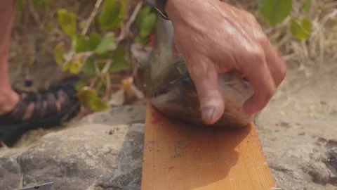 Filleting a fish 1 Stock Footage 103751783