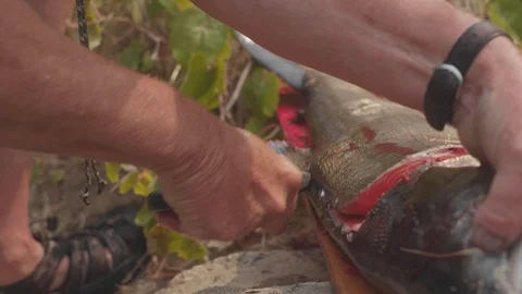 Filleting a fish 2 Stock Footage 103754579