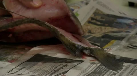 Filleting a fish Stock Footage 18016674