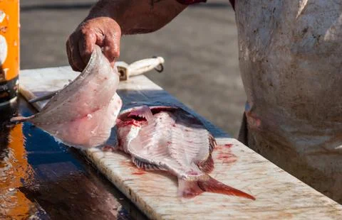 Filleting of Fish Stock Photos
