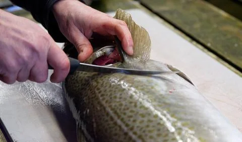 Filleting fresh skrei cod Stock Photos