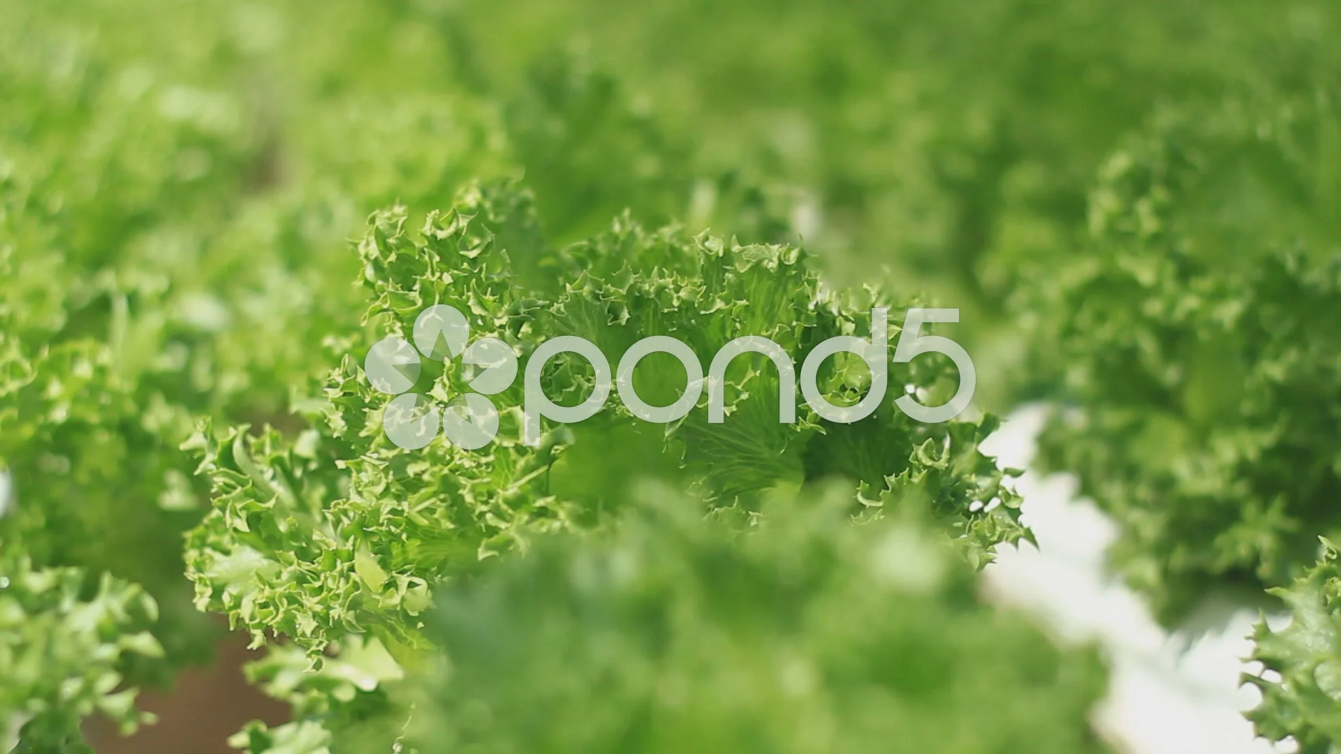 Hydroponics Vegetable Background Images, HD Pictures and Wallpaper For Free  Download | Pngtree