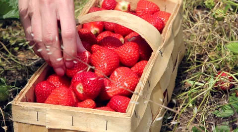 Filling basket with strawberries Stock Footage 39131361