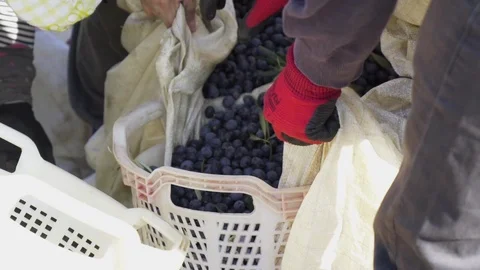 Filling the baskets with collected olives, s01 Stock Footage 104780051