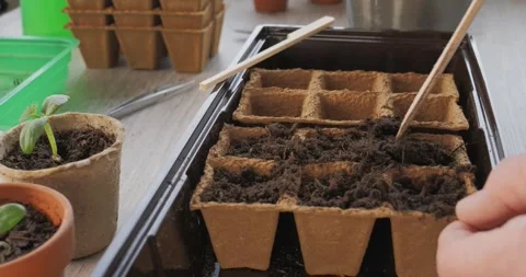 Filling biodegradable peat pots with dark potting soil for indoor seed Stock-Footage 332680906