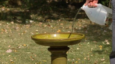 Filling bird bath Stock Footage 43554912