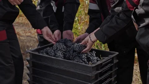 Filling  box with ripe grape bunches during harvest by a team of grape growers. Stock Footage 270065338