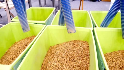 Filling boxes with grain crops before sowing Stock Footage 249525333