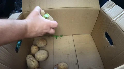 Filling a crate with organic vegetables. High quality time lapse footage. Stock Footage 136714797