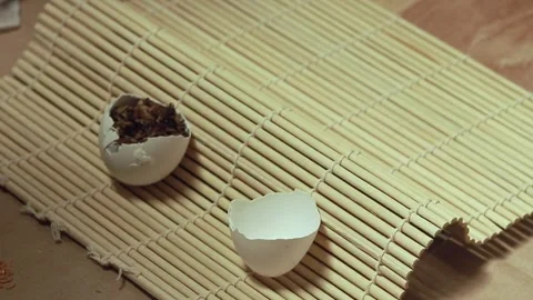 Filling eggshells with soil mix to create an organic seed starter container Stock Footage 310763690